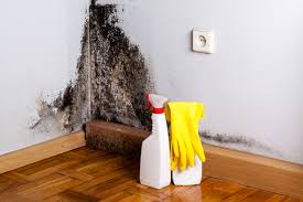 Why You Should Choose Our Mold Remediation Services in Pamplico, SC